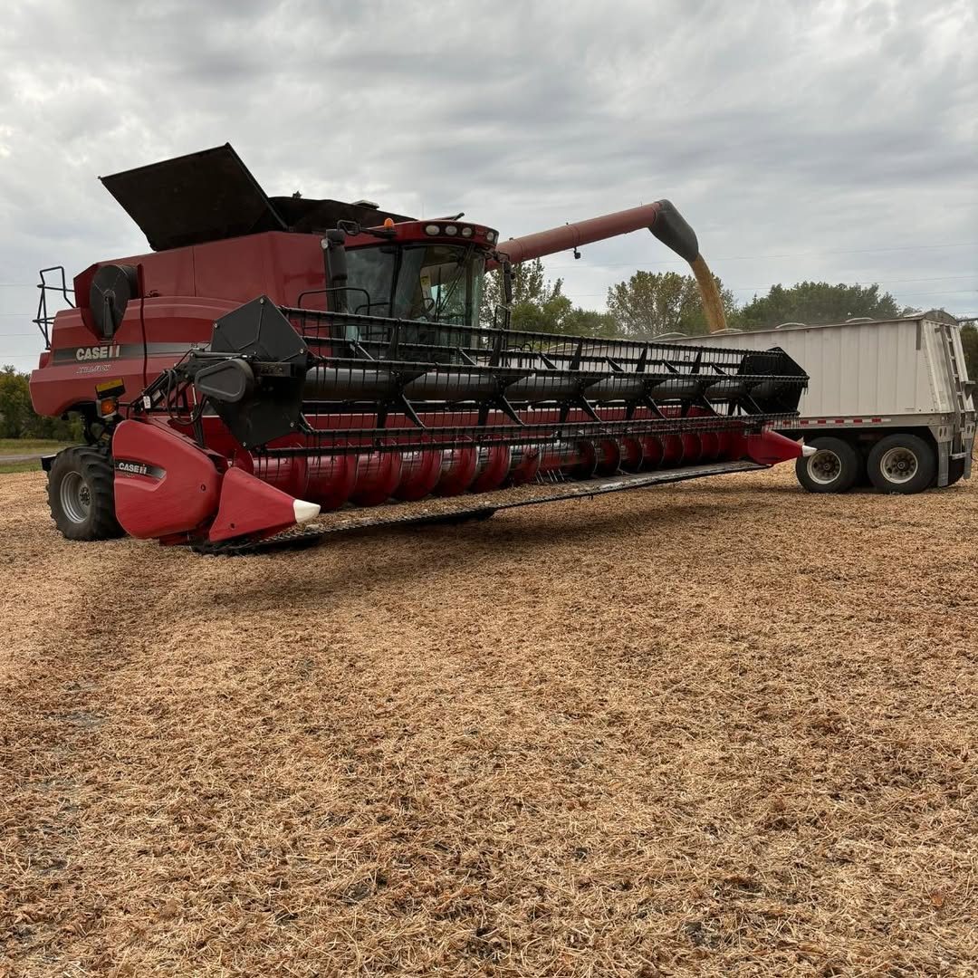 Red Case IH combine unloading soybeans into a semi trailer in a harvested field